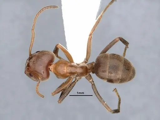 Liometopum apiculatum specimen CASENT0884398 image casent0884398_1
