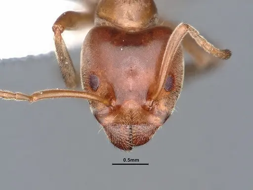 Liometopum apiculatum specimen CASENT0884398 image casent0884398_2