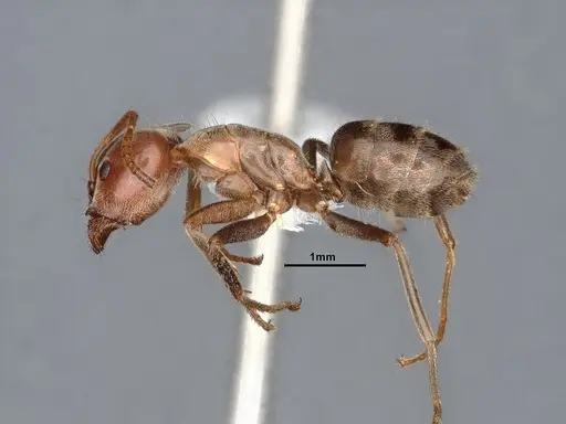Liometopum apiculatum specimen CASENT0884398 image casent0884398_3