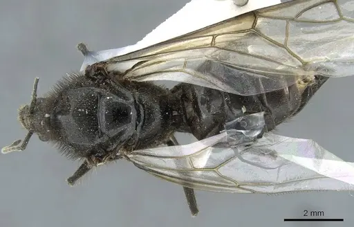 Liometopum apiculatum specimen CASENT0911255 image casent0911255_1