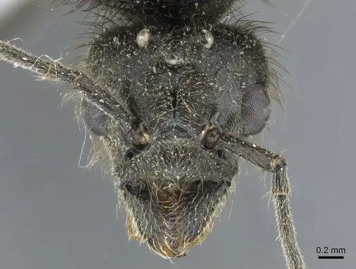 Liometopum apiculatum specimen CASENT0911255 image casent0911255_2