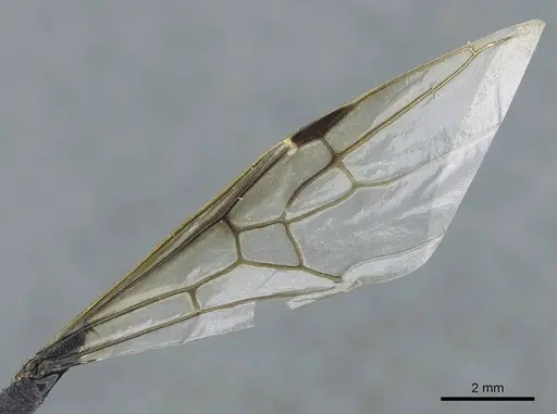 Liometopum apiculatum specimen CASENT0911255 image casent0911255_4
