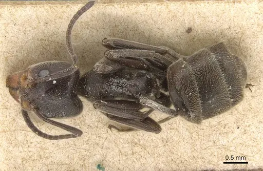 Liometopum apiculatum specimen CASENT0915550 image casent0915550_1