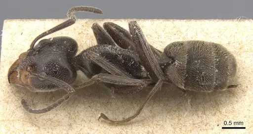 Liometopum apiculatum specimen CASENT0915550 image casent0915550_3