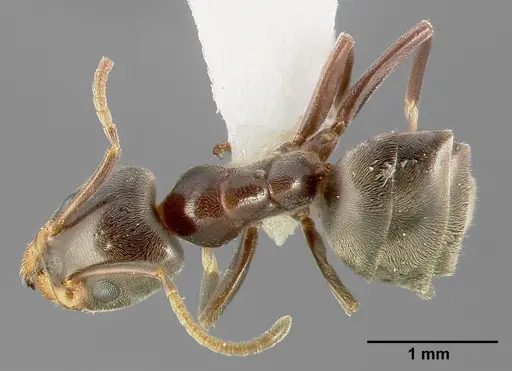 Liometopum luctuosum specimen CASENT0005324 image casent0005324_1