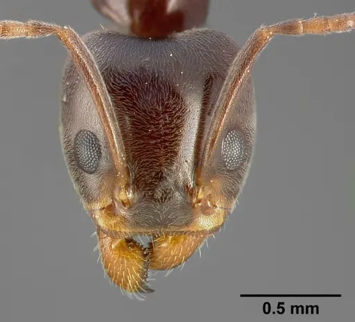 Liometopum luctuosum specimen CASENT0005324 image casent0005324_2