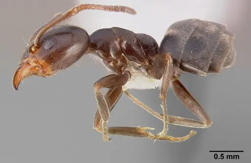 Liometopum luctuosum specimen CASENT0005324 image casent0005324_3