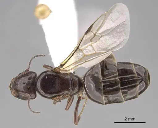 Liometopum luctuosum specimen CASENT0012944 image casent0012944_1