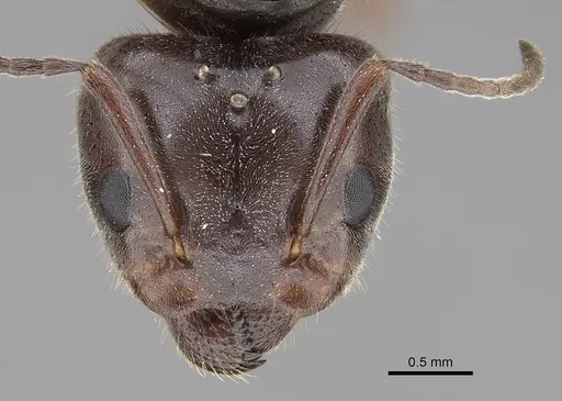 Liometopum luctuosum specimen CASENT0012944 image casent0012944_2