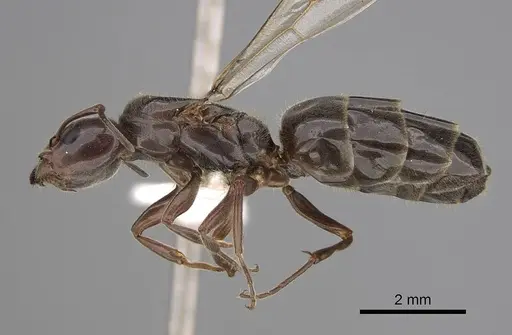 Liometopum luctuosum specimen CASENT0012944 image casent0012944_3