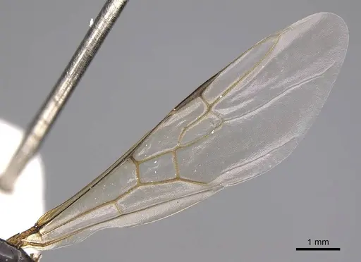 Liometopum luctuosum specimen CASENT0012944 image casent0012944_4