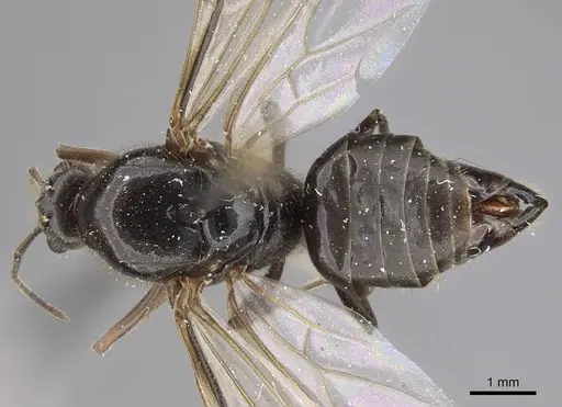 Liometopum luctuosum specimen CASENT0012962 image casent0012962_1