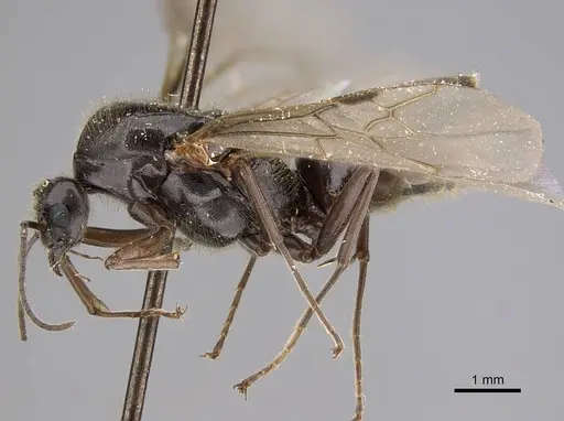 Liometopum luctuosum specimen CASENT0012962 image casent0012962_3