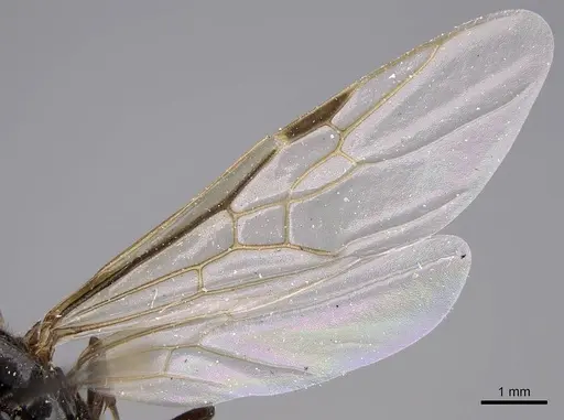 Liometopum luctuosum specimen CASENT0012962 image casent0012962_4