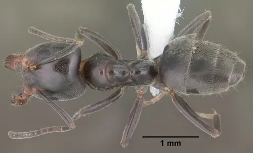 Liometopum luctuosum specimen CASENT0102759 image casent0102759_1