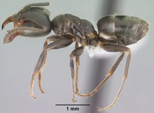 Liometopum luctuosum specimen CASENT0102759 image casent0102759_3