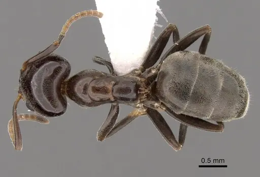 Liometopum luctuosum specimen CASENT0249746 image casent0249746_1