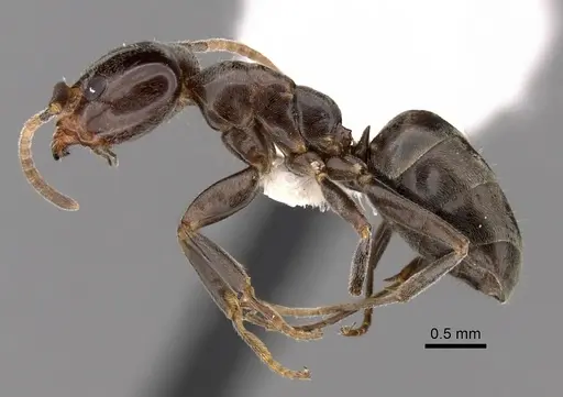 Liometopum luctuosum specimen CASENT0249746 image casent0249746_3