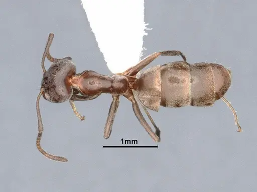 Liometopum luctuosum specimen CASENT0884391 image casent0884391_1