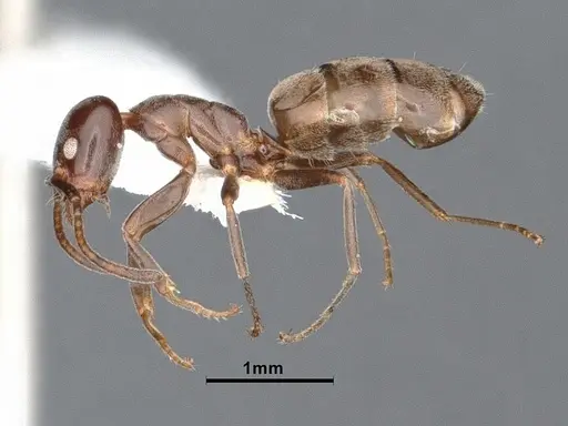 Liometopum luctuosum specimen CASENT0884391 image casent0884391_3