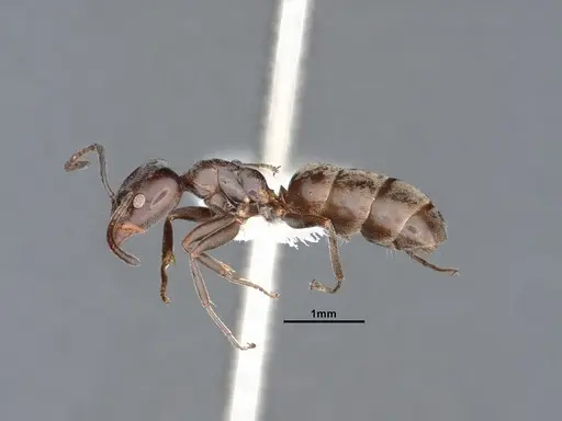 Liometopum luctuosum specimen CASENT0884394 image casent0884394_3