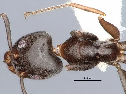 Liometopum luctuosum specimen CASENT0884399 image casent0884399_1