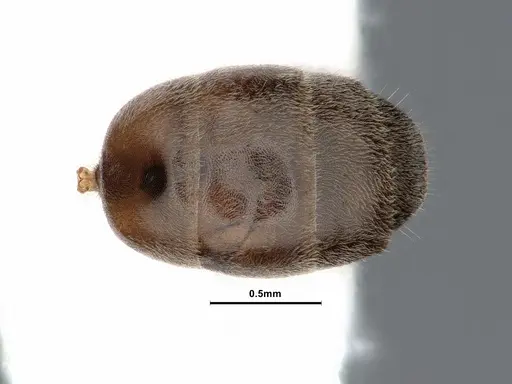 Liometopum luctuosum specimen CASENT0884399 image casent0884399_2