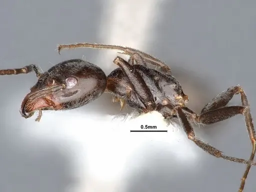 Liometopum luctuosum specimen CASENT0884399 image casent0884399_4