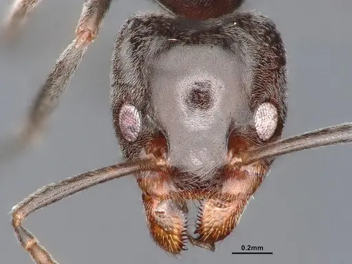 Liometopum luctuosum specimen CASENT0884401 image casent0884401_2