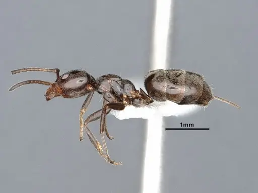 Liometopum luctuosum specimen CASENT0884401 image casent0884401_3