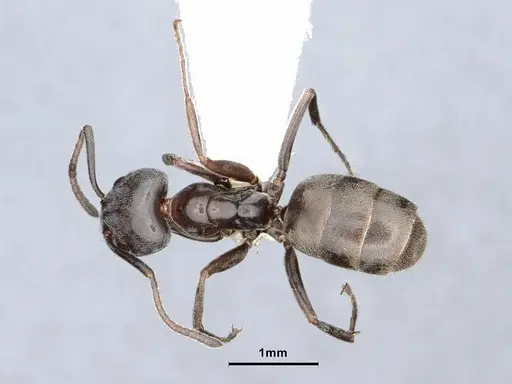 Liometopum luctuosum specimen CASENT0884402 image casent0884402_1