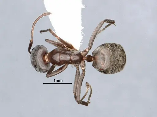 Liometopum luctuosum specimen CASENT0884403 image casent0884403_1