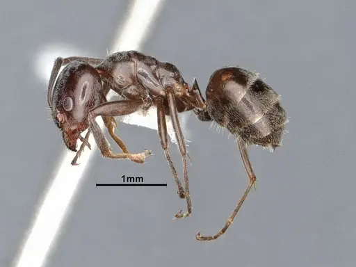 Liometopum luctuosum specimen CASENT0884403 image casent0884403_3