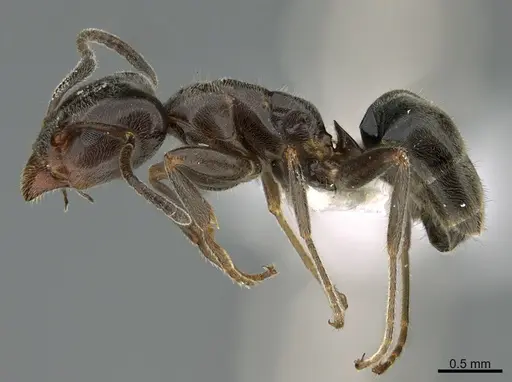 Liometopum luctuosum specimen CASENT0923611 image casent0923611_1