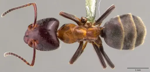Liometopum microcephalum specimen ANTWEB1060146 image antweb1060146_1
