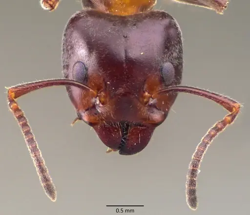 Liometopum microcephalum specimen ANTWEB1060146 image antweb1060146_2