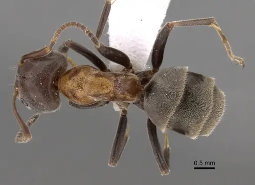 Liometopum microcephalum specimen CASENT0249747 image casent0249747_1