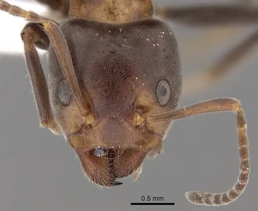 Liometopum microcephalum specimen CASENT0249747 image casent0249747_2