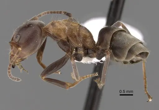 Liometopum microcephalum specimen CASENT0249747 image casent0249747_3