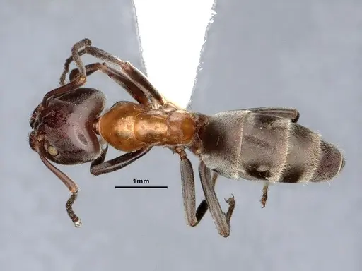 Liometopum microcephalum specimen CASENT0884419 image casent0884419_1