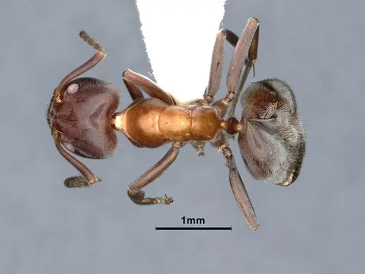 Liometopum microcephalum specimen CASENT0885473 image casent0885473_1