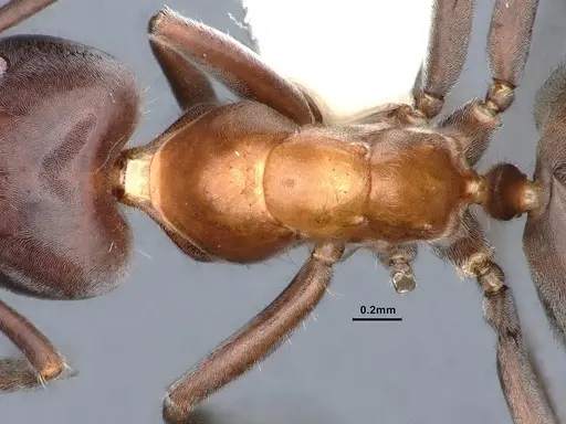Liometopum microcephalum specimen CASENT0885473 image casent0885473_2