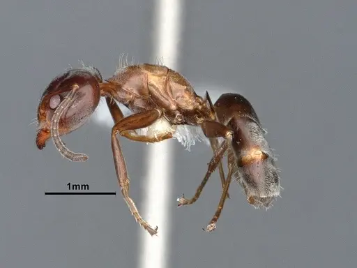 Liometopum microcephalum specimen CASENT0885473 image casent0885473_4