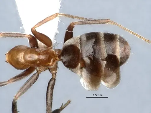 Liometopum microcephalum specimen CASENT0885474 image casent0885474_1
