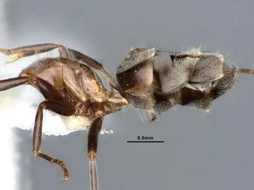 Liometopum microcephalum specimen CASENT0885474 image casent0885474_3