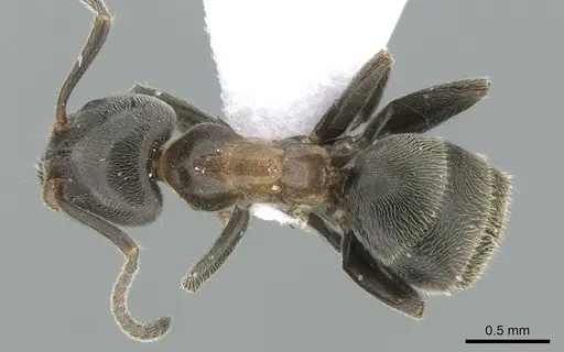 Liometopum microcephalum specimen CASENT0906112 image casent0906112_1