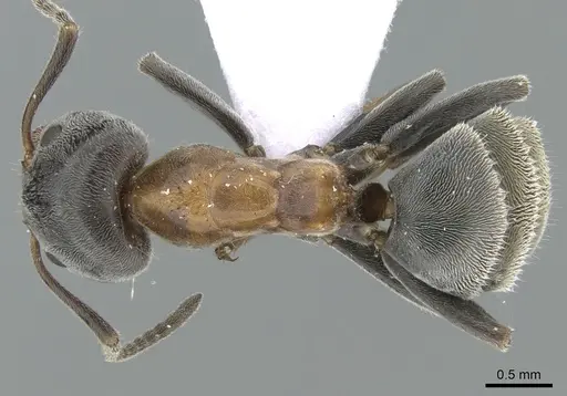 Liometopum microcephalum specimen CASENT0906113 image casent0906113_1