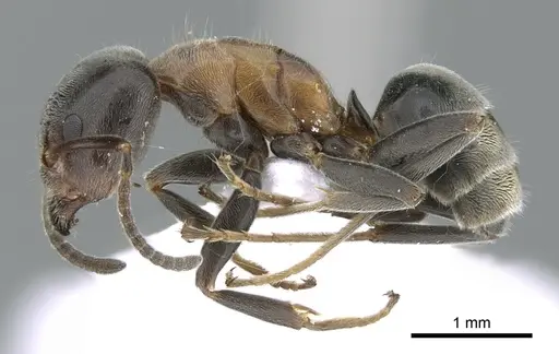Liometopum microcephalum specimen CASENT0906113 image casent0906113_3