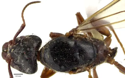 Liometopum occidentale specimen ANTWEB1041686 image antweb1041686_1