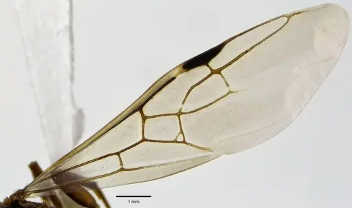 Liometopum occidentale specimen ANTWEB1041686 image antweb1041686_2